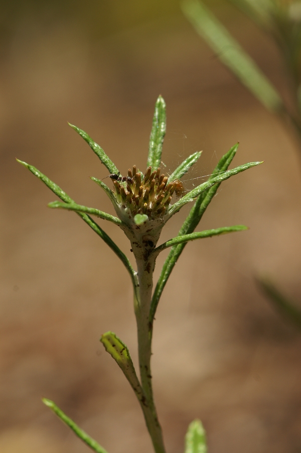 Euchiton sphaericus